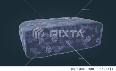 Chondrocytes are the cells responsible for cartilage formation Chondrocytes are the cells responsible for cartilage formation 98577314