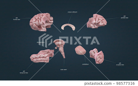 Parts of the human brain. Separated parts. Parts of the human brain. Separated parts. 98577316