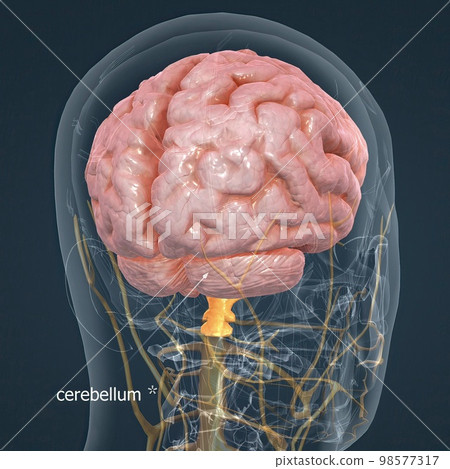 Detailed anatomy of human brain and nervous system closeup Detailed anatomy of human brain and nervous system closeup 98577317