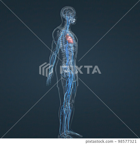 The circulatory system consists of blood vessels that carry blood to the heart. 98577321