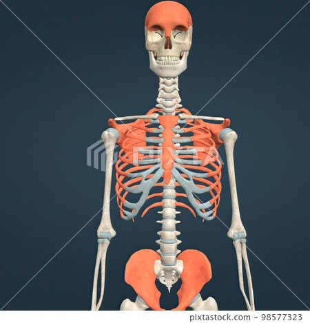 Human Skull, rib cage and hip bone 98577323