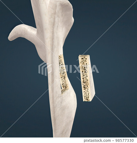 long bone microscopic view anatomy 98577330