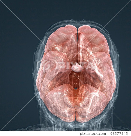 Detailed anatomy of human brain and nervous system closeup 98577345