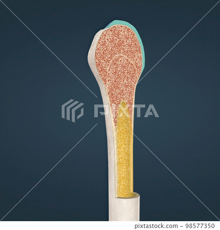 The humerus also known as the upper arm bone is a long bone that runs from the shoulder and scapula to the elbow. The humerus also known as the upper arm bone is a long bone that runs from the shoulder and scapula to the elbow. 98577350