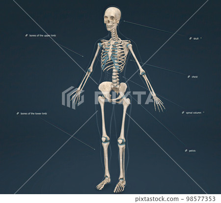 The female axial skeleton supports the head, neck, back, and chest and this forms the vertical axis of the body. 98577353