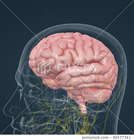 Central Nervous System. Brain and spinal cord Central Nervous System. Brain and spinal cord 98577361