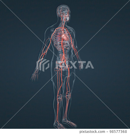 The circulatory system consists of blood vessels that carry blood to the heart. 98577368