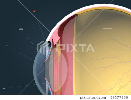 Structure of the Human Eye and anatomy of vision 98577369