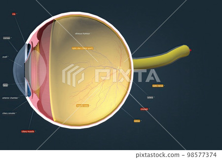 Structure of the Human Eye and anatomy of vision 98577374