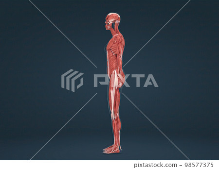 Female human muscular system anatomy 98577375
