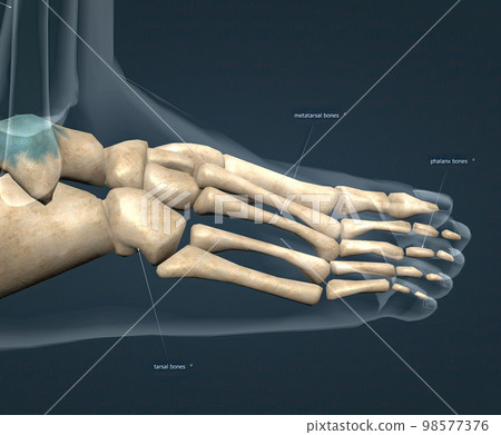 The foot is conventionally divided into three zones. hindfoot, midfoot, and forefoot The foot is conventionally divided into three zones. hindfoot, midfoot, and forefoot 98577376