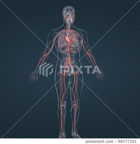 The circulatory system consists of blood vessels that carry blood to the heart. 98577381