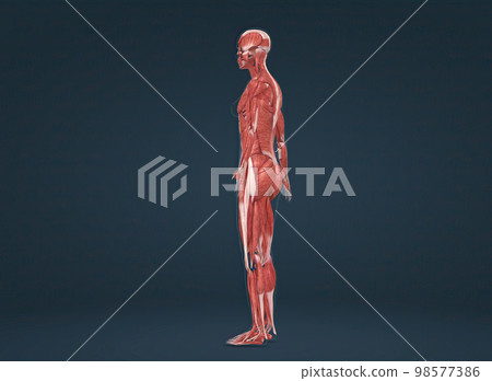 Female human muscular system anatomy 98577386