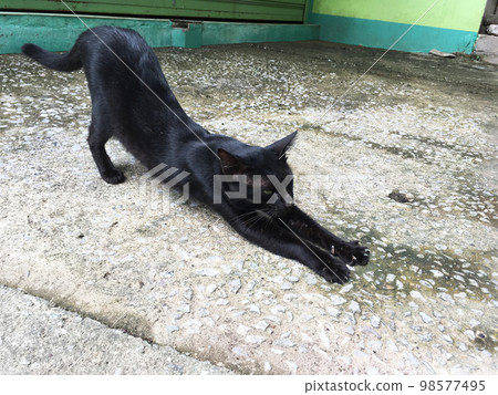 Kuroneko stretching. A health-conscious black cat doing yoga cat pose. 98577495