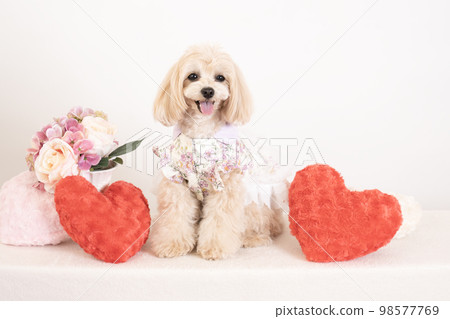 Maltipoo 身著黑衣 Maltipoo 身著黑衣 98577769