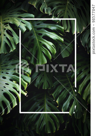 Jungle wall background. Green tropical palm leaves with monstera foliage forest. Jungle wall background. Green tropical palm leaves with monstera foliage forest. 98577847
