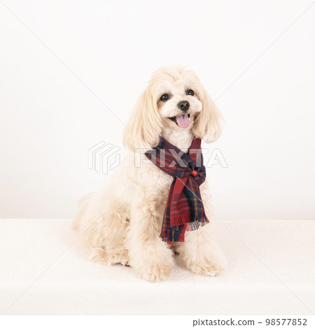 Malpu with a scarf and a smile 98577852