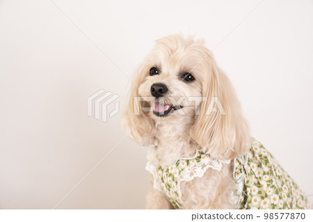 maltipoo sitting and laughing 98577870