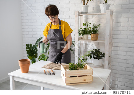Spring houseplant care, repotting houseplants. Waking up indoor plants for spring. Middle aged woman is transplanting plant into new pot at home. Gardener transplant plant Spathiphyllum 98578711