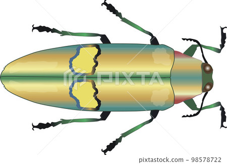 Beetle vector illustration. Jewel beetle Chrysochroa saundersi, colorfull metallic exotic insect, Buprestidae top view isolated on white background. Beautiful bug design element 98578722