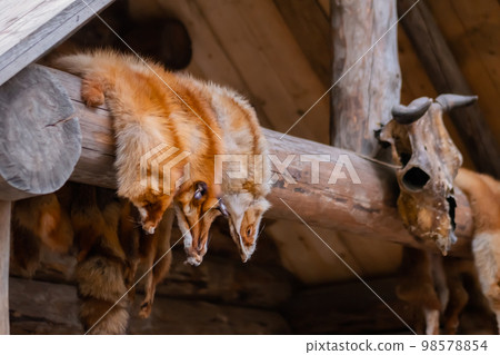 Row of fox fur pelts hanging on wooden log 98578854