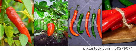 Collage of vegetables products of vegetable peppers garden. Healthy eating concept. Gardening background. Collage of vegetables products of vegetable peppers garden. Healthy eating concept. Gardening background. 98579074
