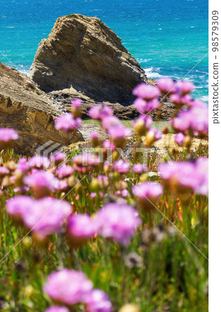 Pale pink flowers of Armeria on the turquoise ocean coast Pale pink flowers of Armeria on the turquoise ocean coast 98579309