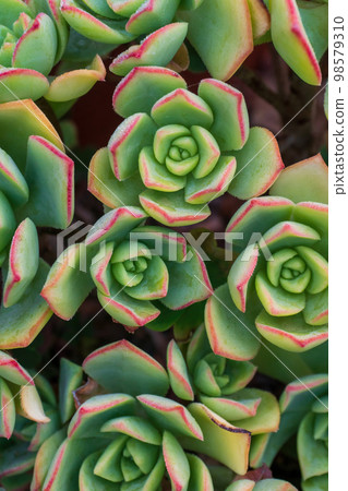 Background of green succulents rosettes Background of green succulents rosettes 98579310