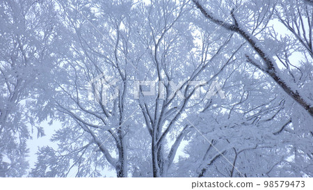 snow piles up on dead trees 98579473