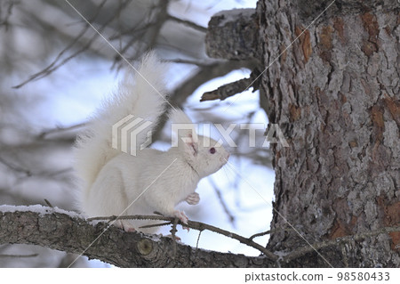 White squirrel White squirrel 98580433