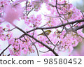 Kawazu cherry tree 98580452