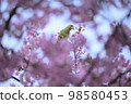 Kawazu cherry tree 98580453