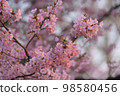 Kawazu cherry tree 98580456