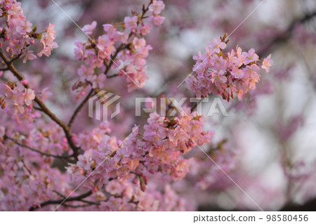 Kawazu cherry tree Kawazu cherry tree 98580456