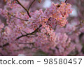 Kawazu cherry tree 98580457