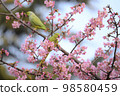 Kawazu cherry tree 98580459