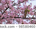 Kawazu cherry tree 98580460