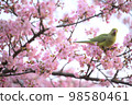 Kawazu cherry tree 98580461