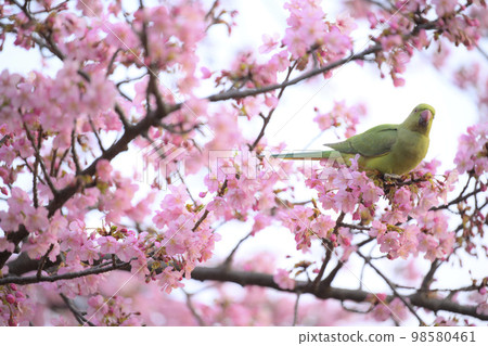 河津櫻花 98580461
