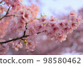 Kawazu cherry tree 98580462