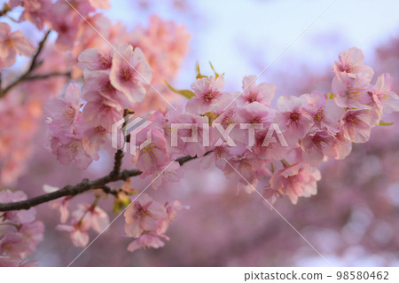 河津櫻花 河津櫻花 98580462