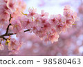 Kawazu cherry tree 98580463