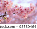 Kawazu cherry tree 98580464