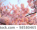 Kawazu cherry tree 98580465