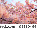 Kawazu cherry tree 98580466