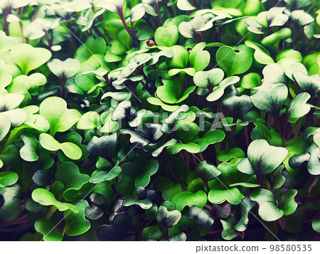 Micro green leaves Micro green leaves 98580535