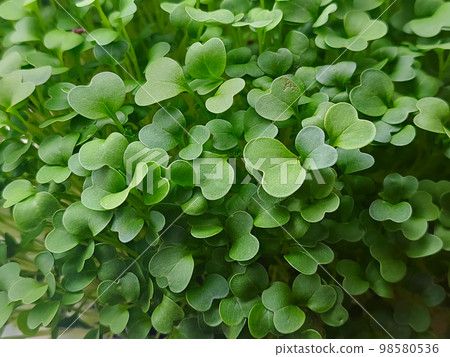Micro green leaves Micro green leaves 98580536