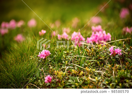 Rhododendron flowers in nature Rhododendron flowers in nature 98580570