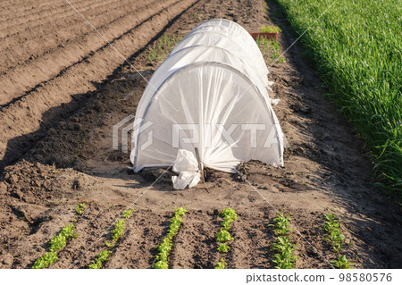 Greenhouse on farmland made of polyethylene oilcloth 98580576