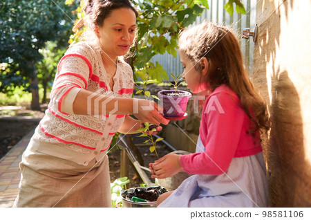 Happy mother planting seedlings with her daughter in the allotment garden on a beautiful sunny day. Early springtime 98581106